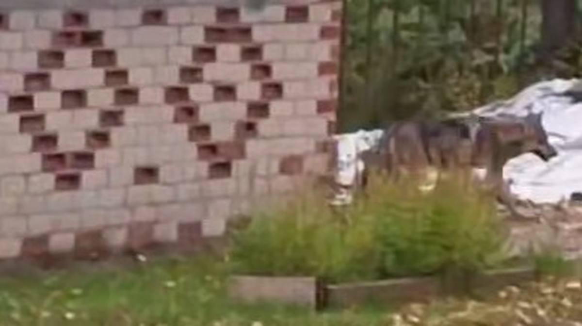    Фото: Скриншот с видео / УМВД России по Вологодской области / Telegram