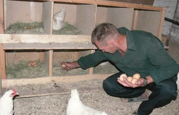 Узнал о немецкой технологии содержания кур. Теперь ею только и пользуюсь. Расход небольшой, а яиц несут очень много