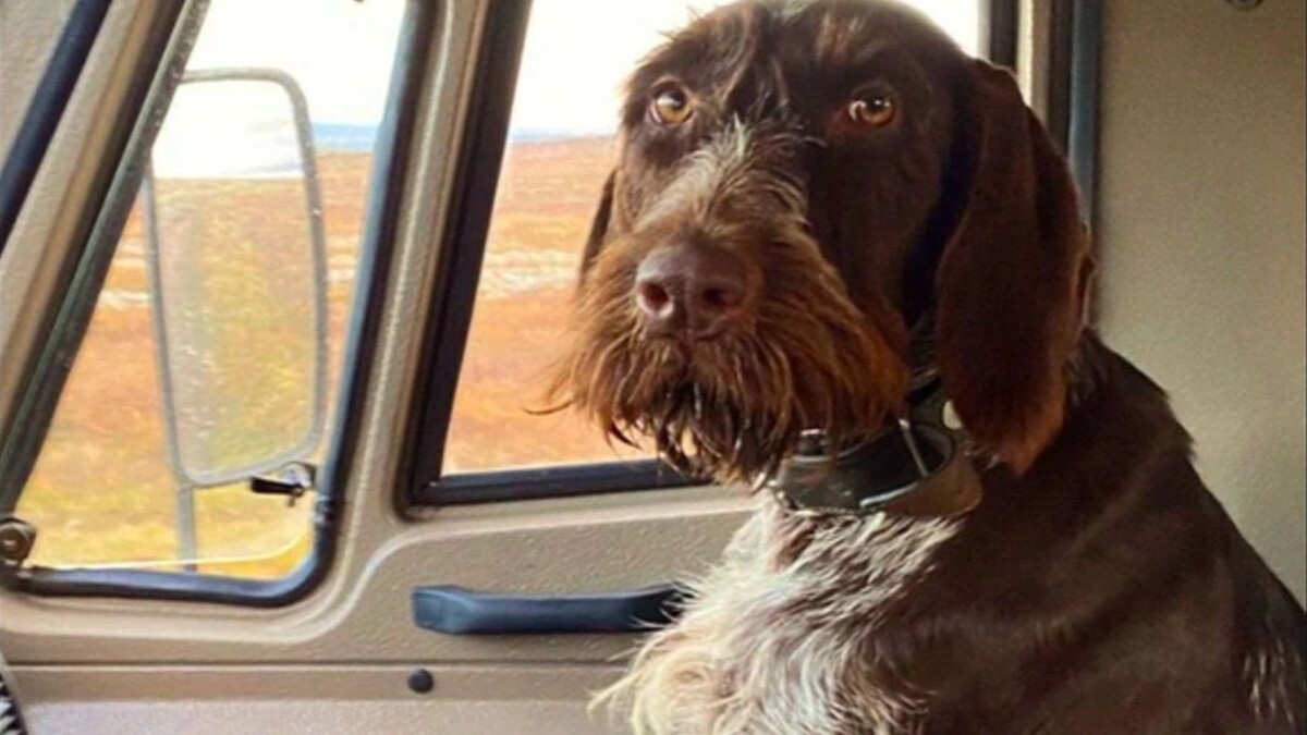    Фото: t.me/YANAO_official