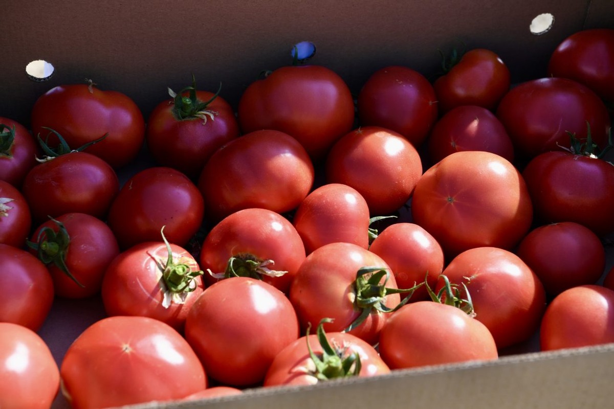    Фото: «Республика» / Оксана Кудряшова