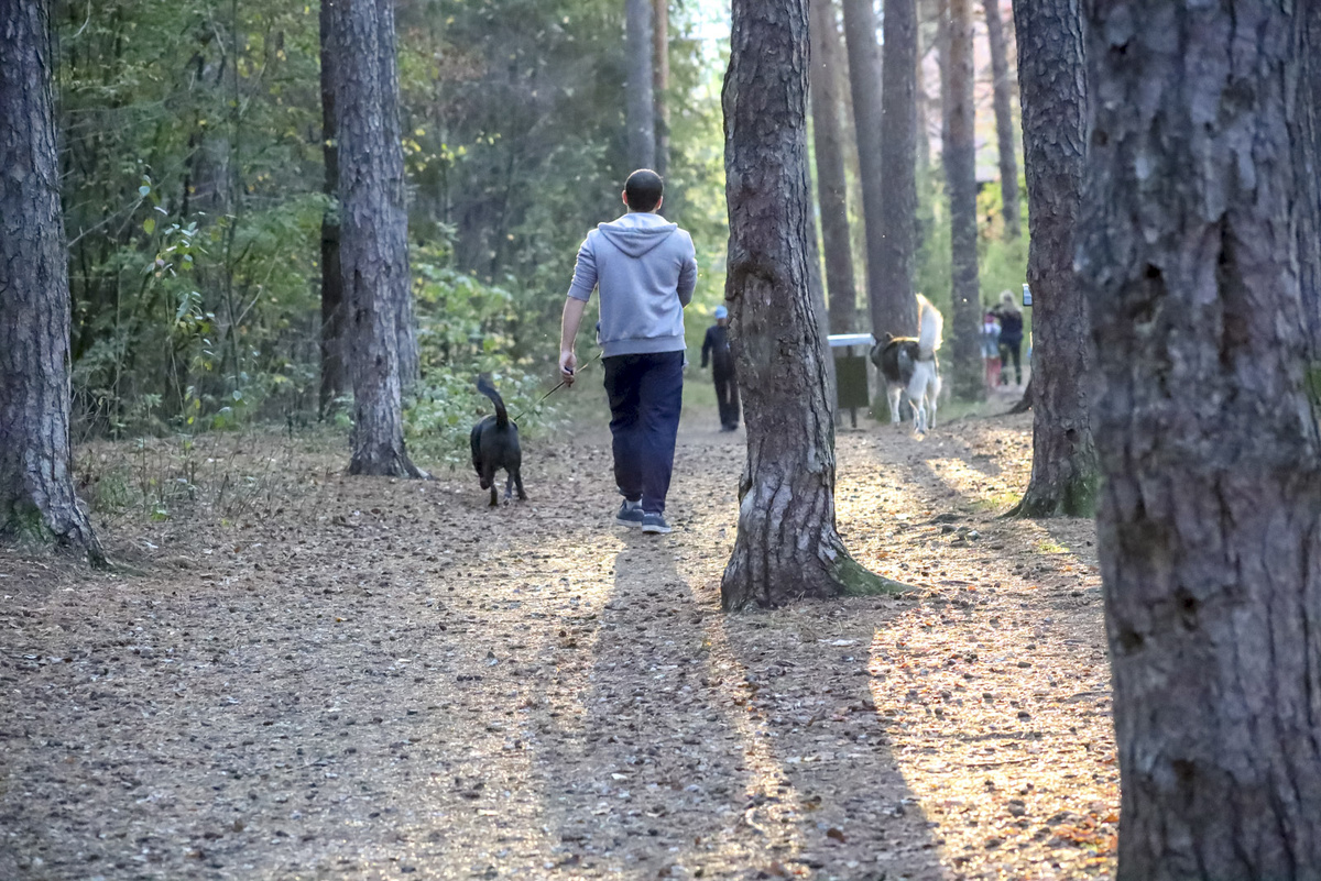 В субботу в Полюстровском парке состоится благотворительный забег с собаками.  Фото: Фото: ФедералПресс / Елена Майорова