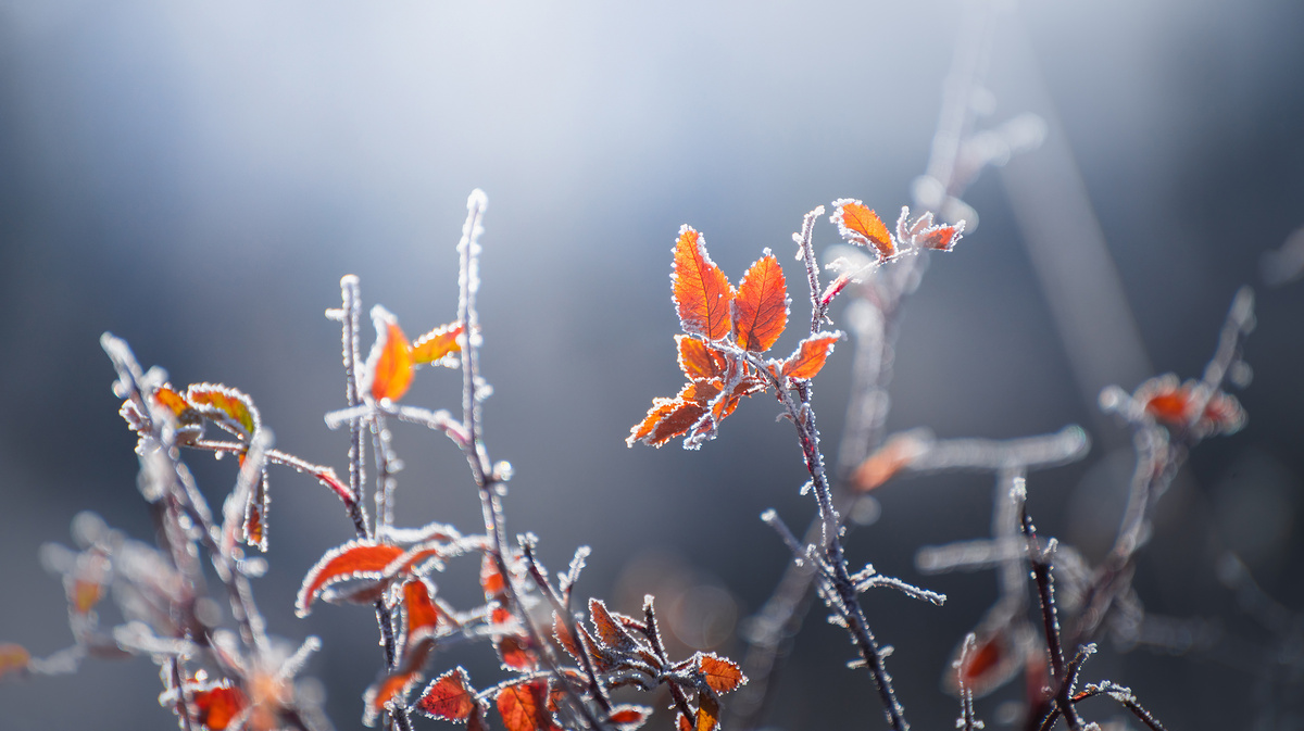     Фото: Olga Gavrilova/Shutterstock/FOTODOM В тихую, морозную и туманную погоду деревья, провода, ветки кустов покрываются ажурным белым убором. Это изморозь
