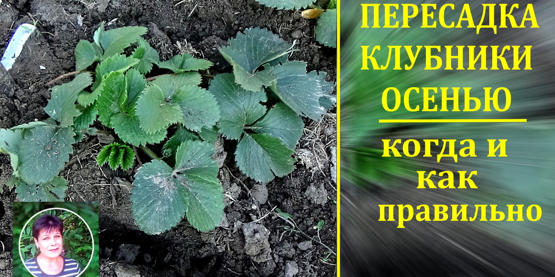 Пересадка клубники осенью: мой личный опыт и пошаговая инструкция