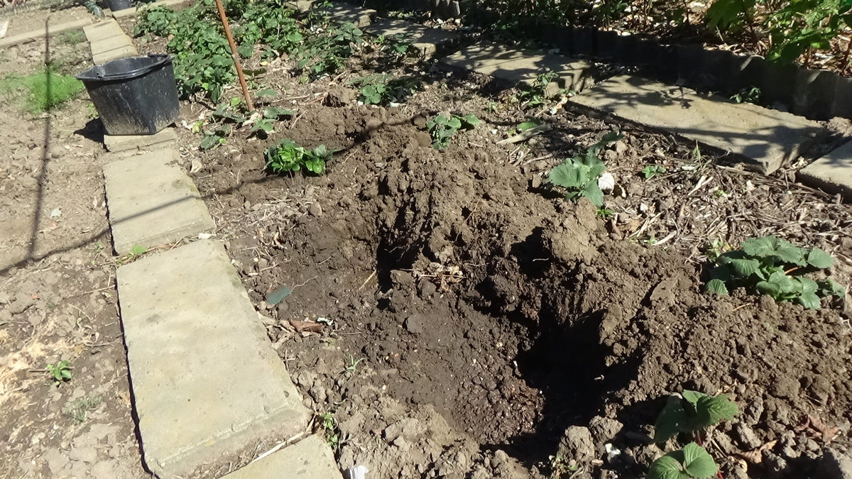 Вот такие ямы готовлю перед посадкой.