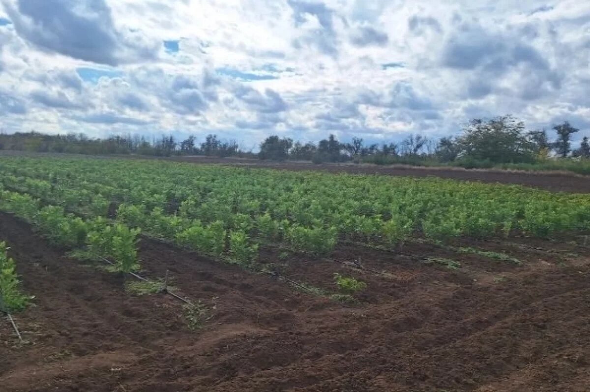    В Крыму вдоль дорог высадят 150 тысяч саженцев против снежных заносов