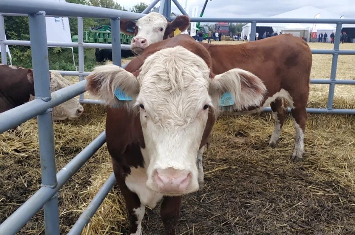    Ферма в Юрьев-Польском выбрасывала в атмосферу аммиак и сероводород