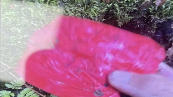 Фото: управление на транспорте МВД России по СЗФО