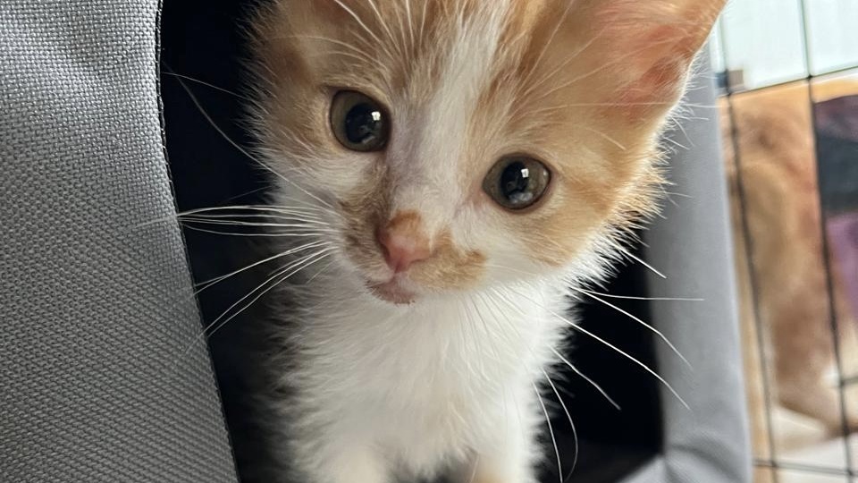 Как же много у нас котят! И как они живут