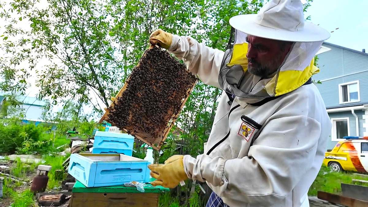    Северный мёд: пасечник раскрыл особенности пчеловодства в Югре
