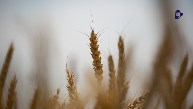      Фото: Валерия Алтухова / / ИА «Победа26»