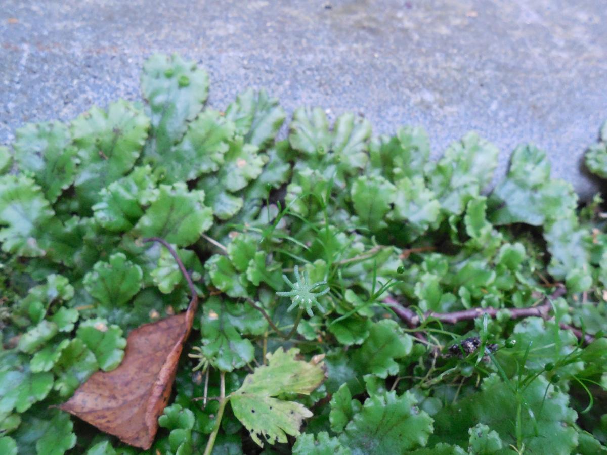 Маршанция. Июнь. Видны органы, где зреют споры