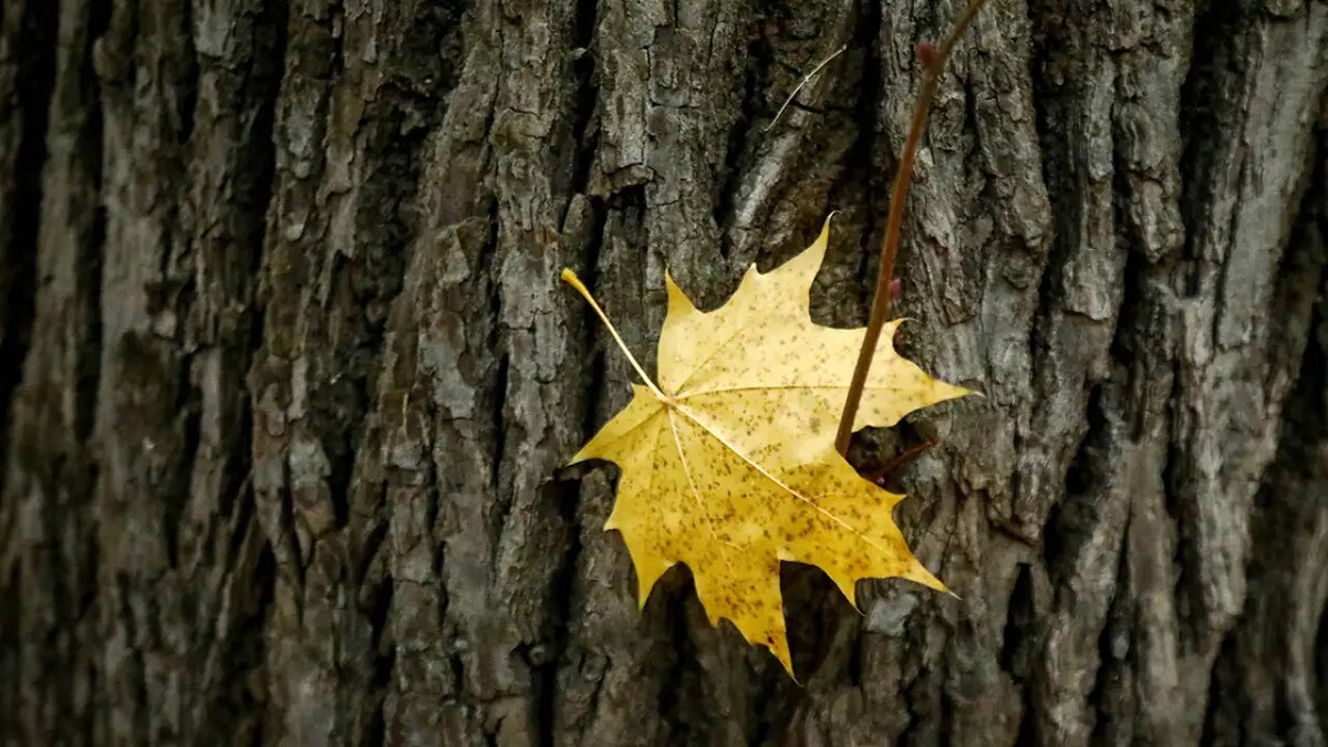    Погода в Москве. © Артур Новосильцев / АГН «Москва»