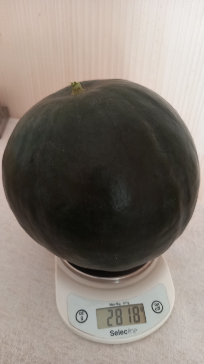 Арбуз "Шуга Бейби", выращенный в теплице Подмосковья 