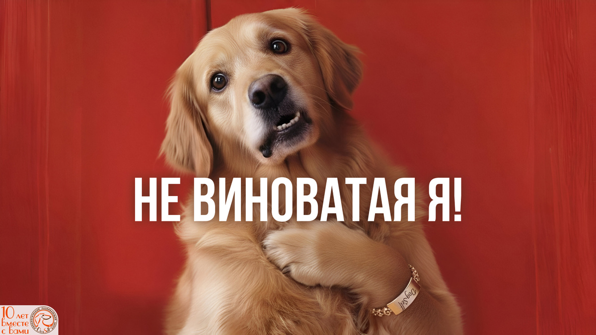 «Не виноватая я! Я просто очень боюсь, что ты сердишься» | Собака с «виноватыми» глазами сидит после погрома | Изображение: DogSelf