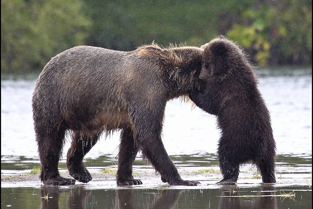    Виктор Гуменюк