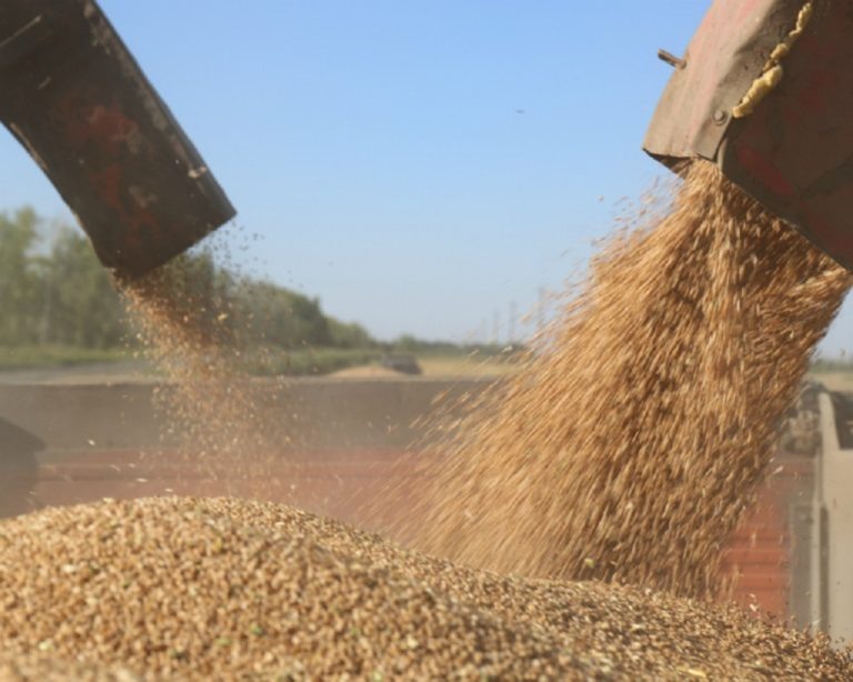    Евгений Солнцев поздравил хлеборобов Оренбуржья с намолотом 4 млн тонн зерна Алла Черкесатова