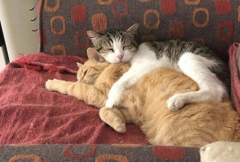 15 пушистых дуэтов: самые трогательные снимки кошачьих парочек