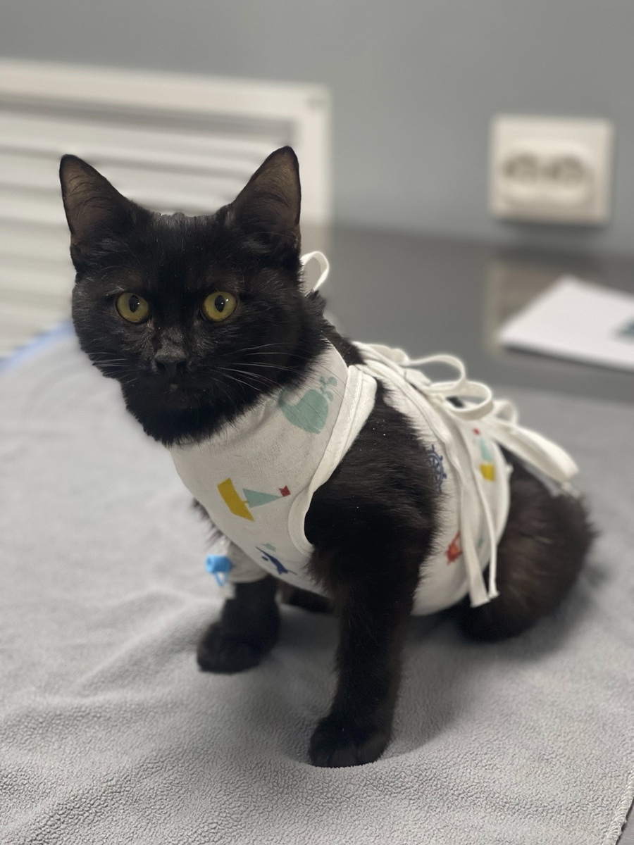 Баксик в ветклинике на следующий день после операции