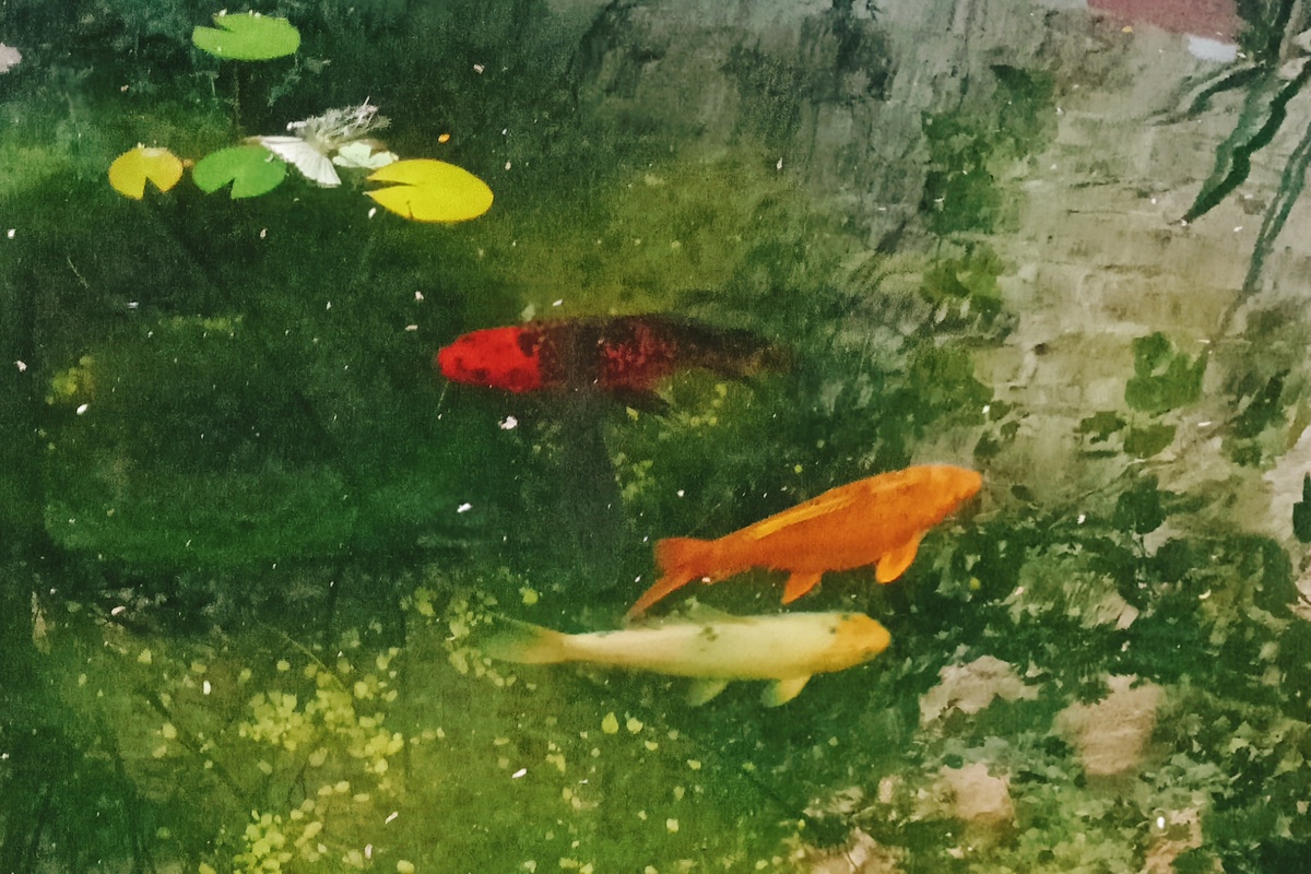 Фото автора, 02.10.25