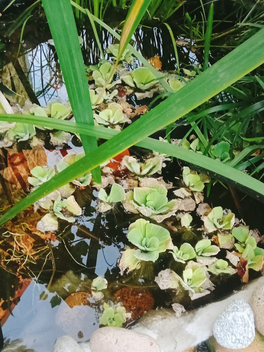 Биоплато, фото 02.19.25