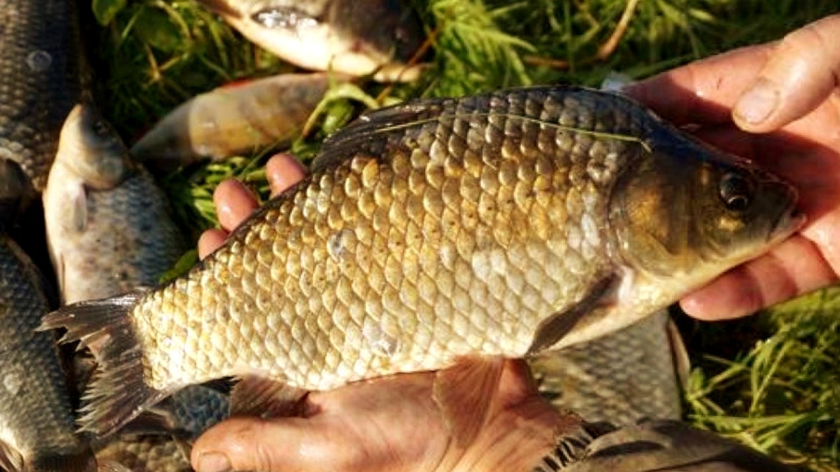 Рыболовный «Пластилин» против прикормки