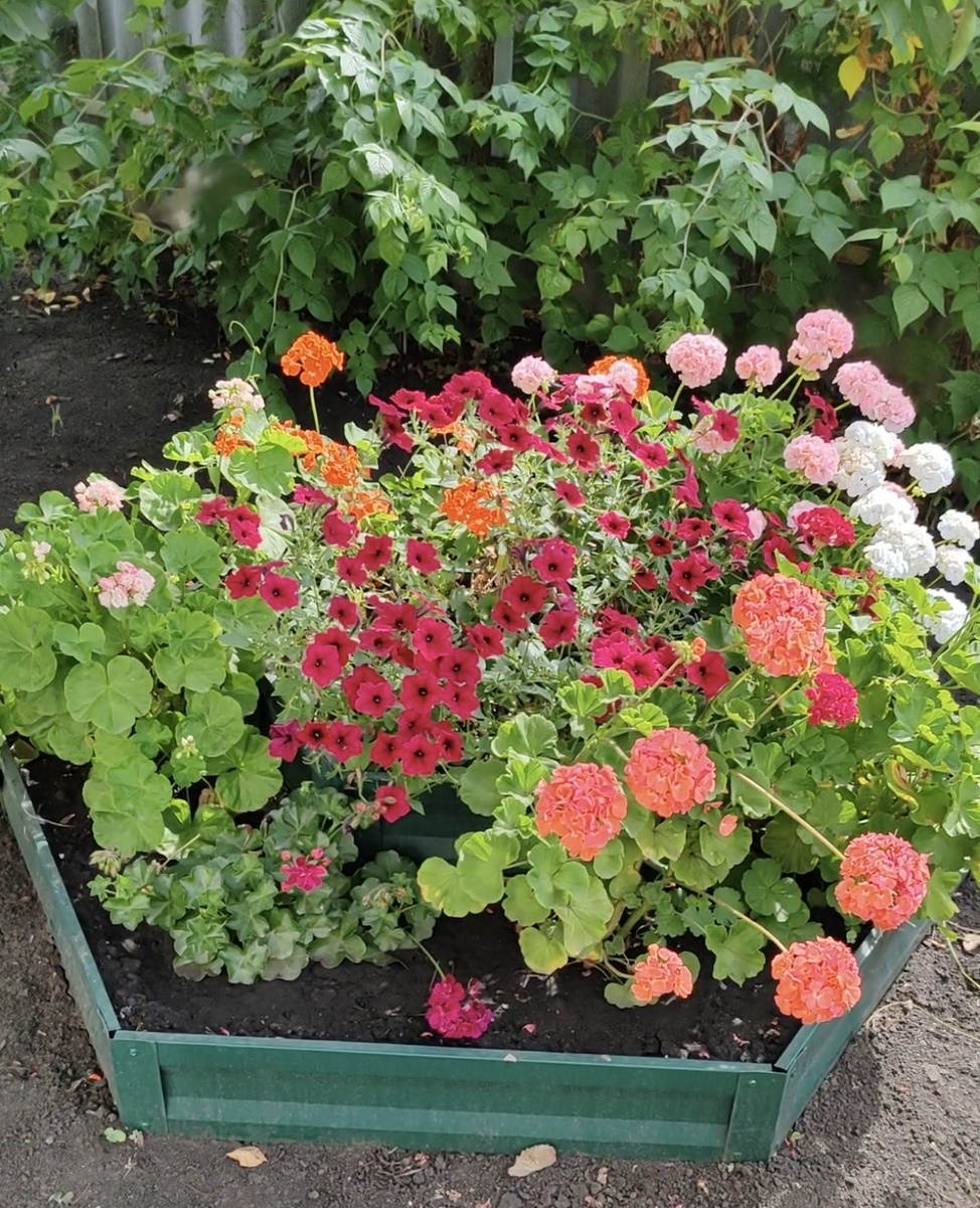 Зональная пеларгония