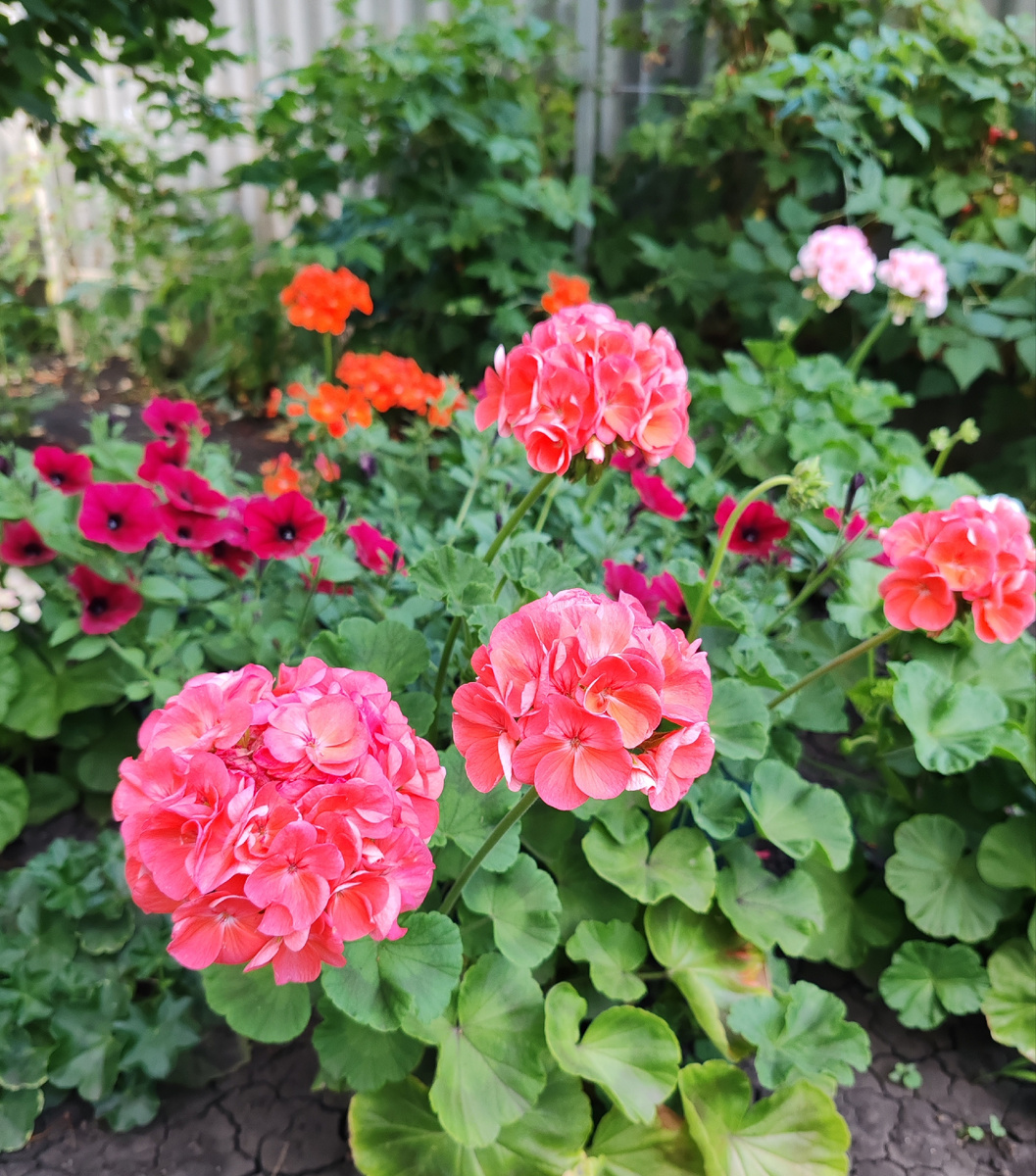 Зональная пеларгония