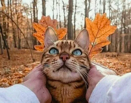 источник Яндекс-картинки