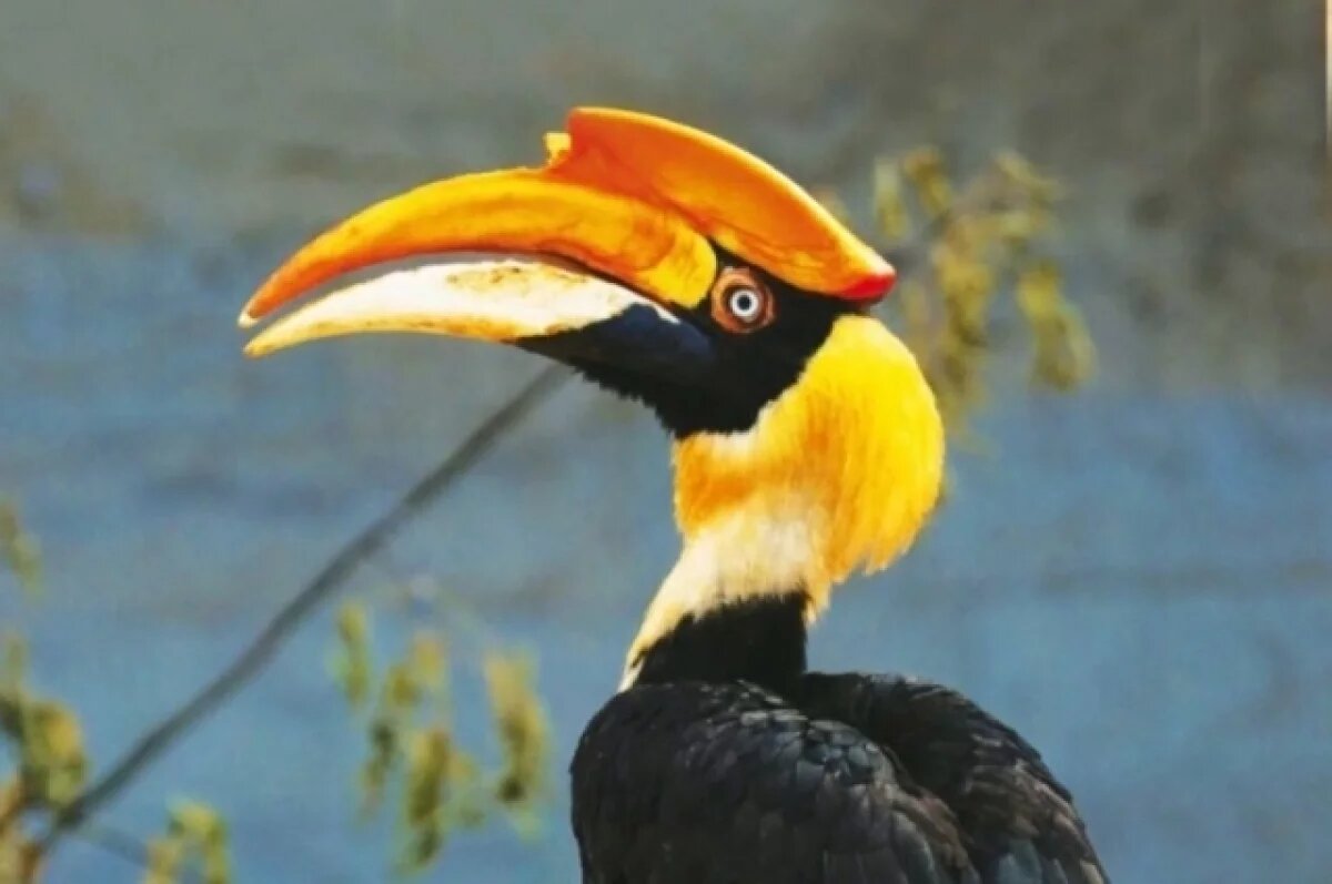    Калао Шанти обнаружили на Васильевском острове