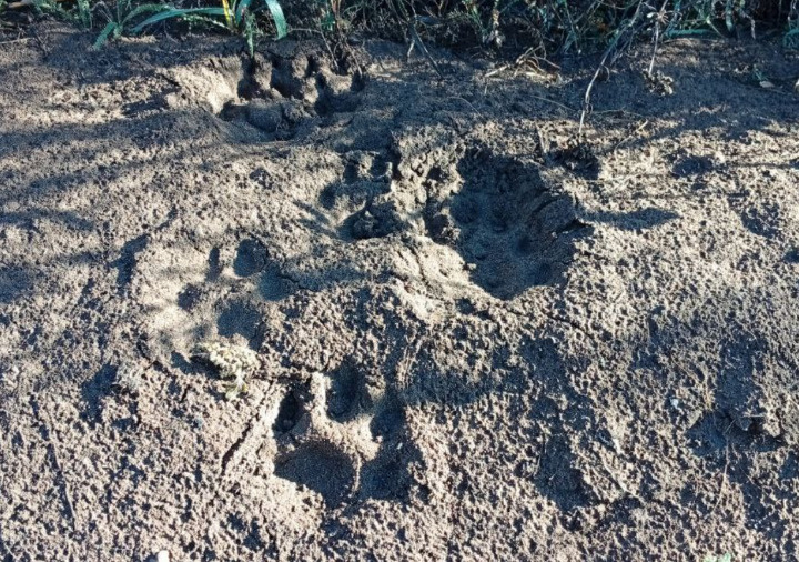    В Бузулукском бору заметили следы одних из самых скрытных хищников — рысей