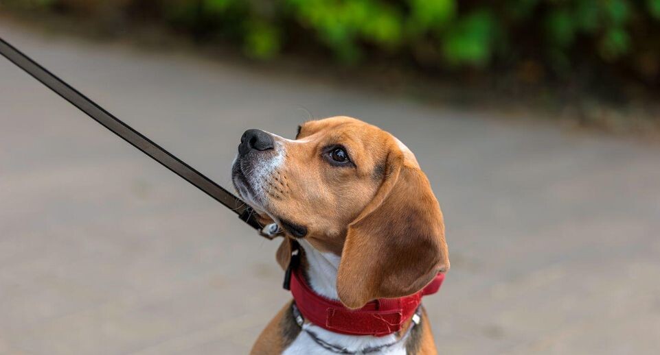    медиасток.рф