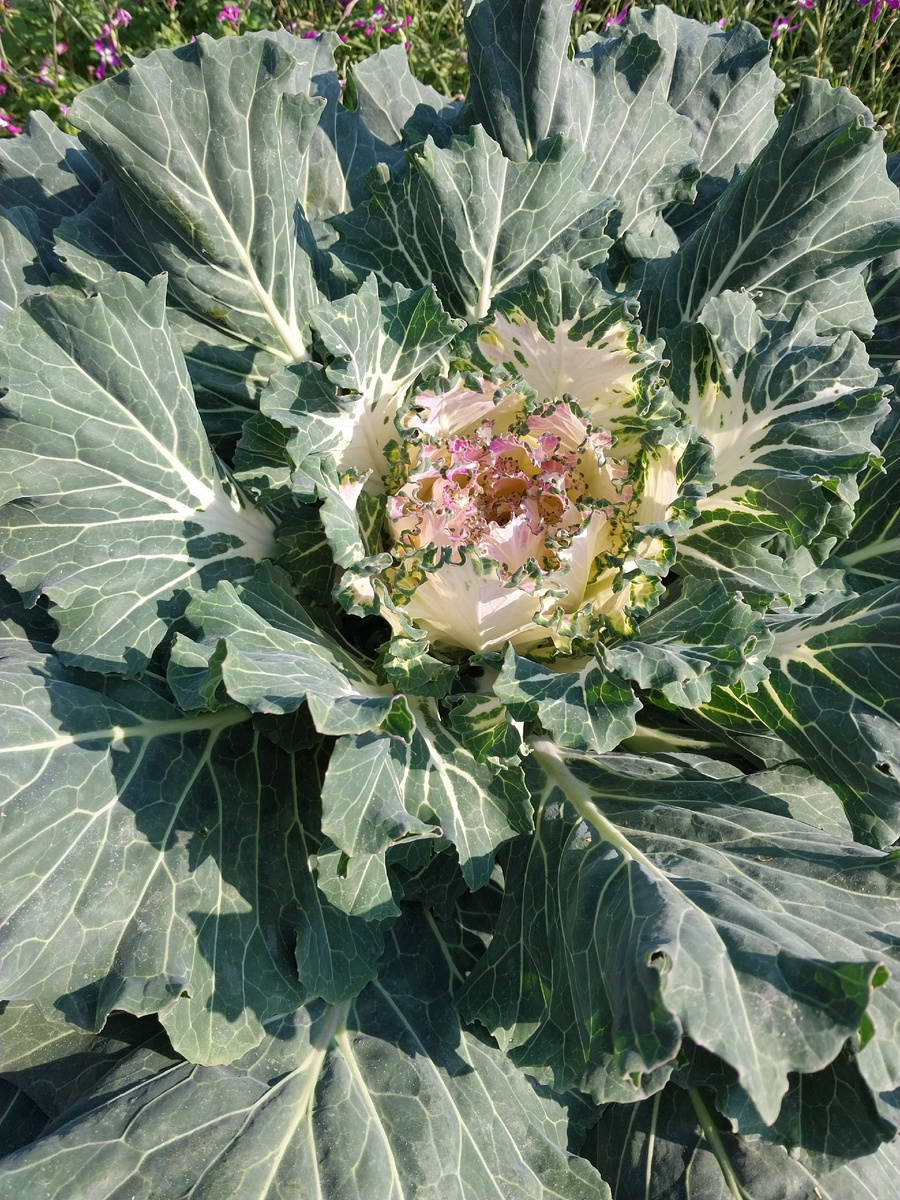 Это пик декоративности?