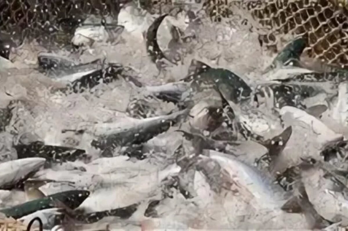    В Калининграде хотят признать 105 тонн рыбы бесхозным имуществом