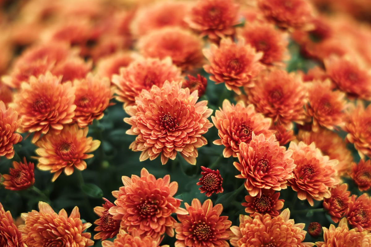 Фото: https://t.me/PetrichenkoSergey