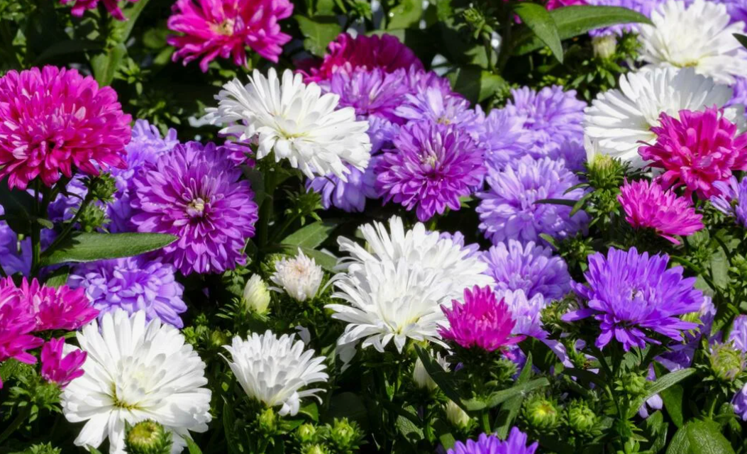 Посадка астр и уход за ними
