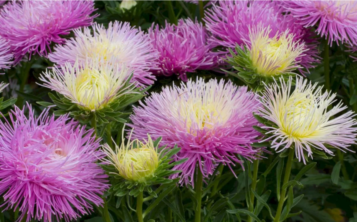  Однолетние астры