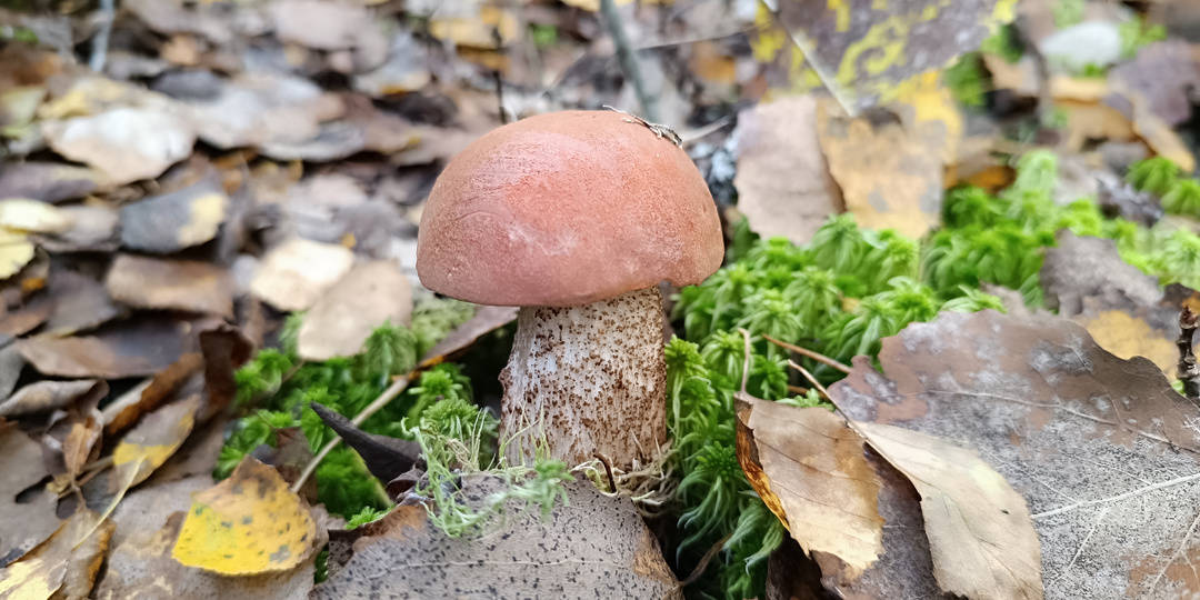 Лес молчит, а грибы лезут: Сколько подосиновиков я собрал 2 октября у Красного Холма?