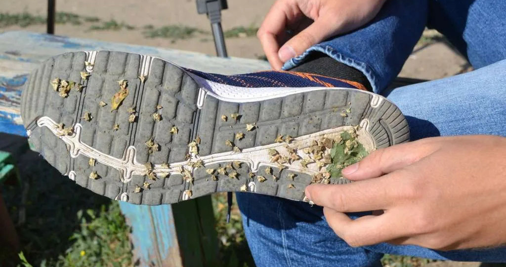 Главное – не наступить. Новое проблемное растение распространяется по РФ, и от него очень сложно избавиться: якорец