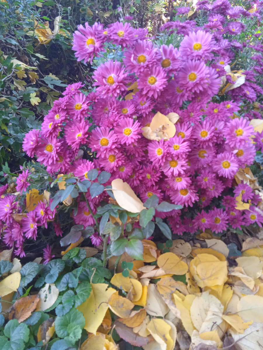 Осенний букет