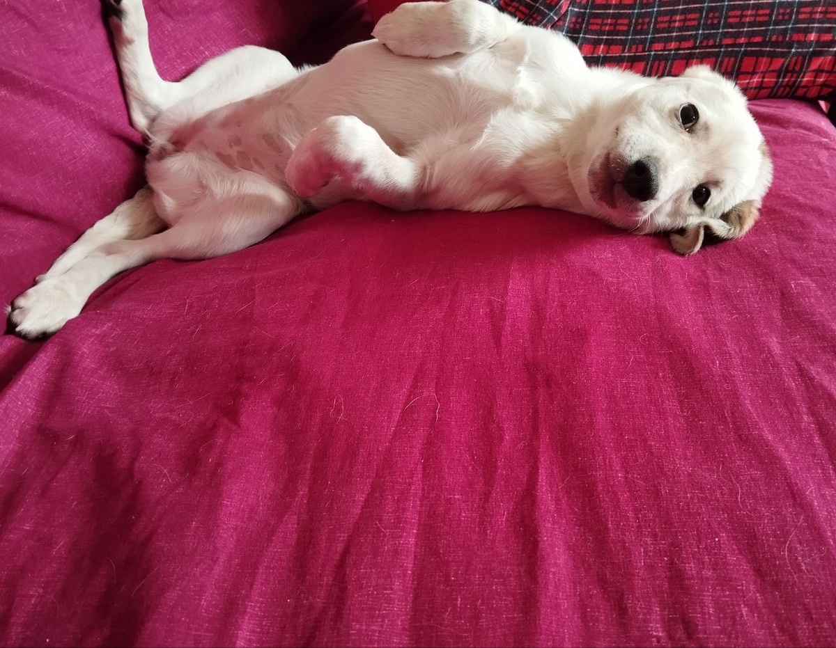 Это Снежка. Так старалась, что устала