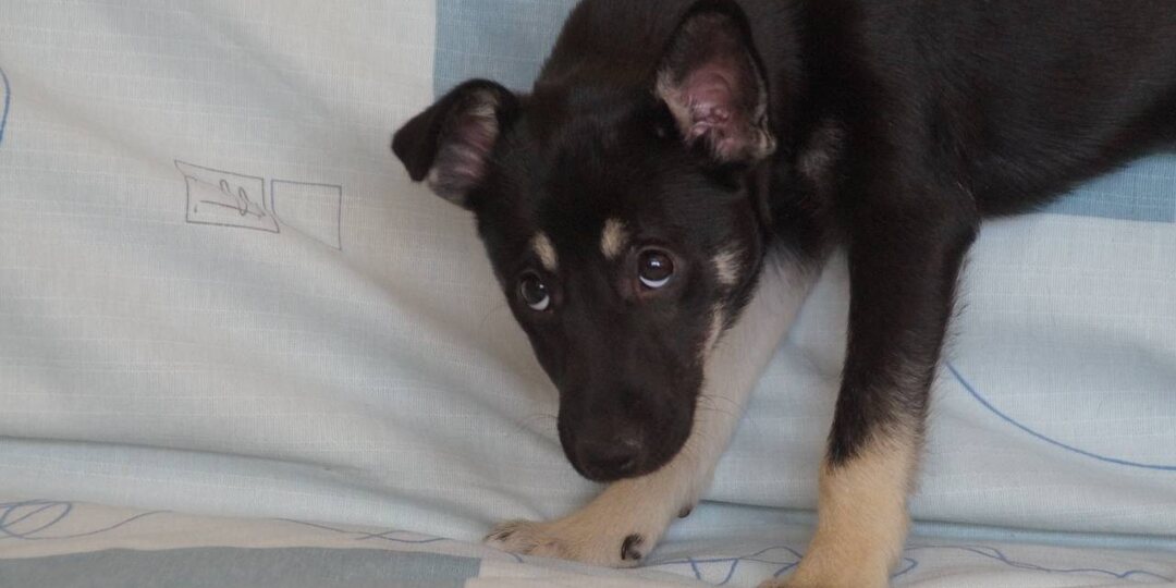 Щенок-изгой. Ночка это та, против кого дружит стая