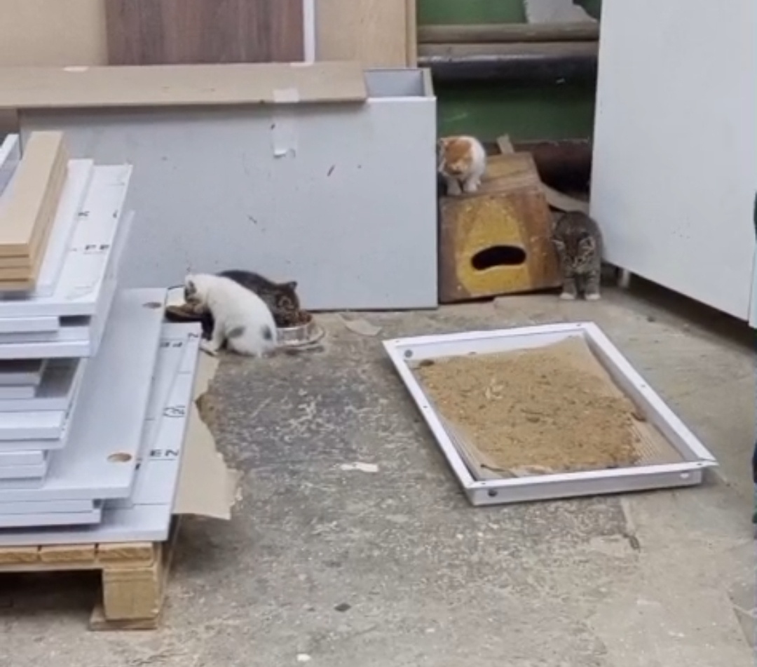 Четыре юных помощника 