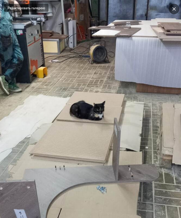 Неожиданный гость. Но мы не расстроились, так как еще одни четыре лапы при производстве больших торговых островков никогда не будут лишними.