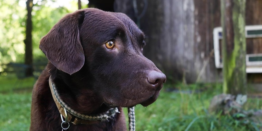 В Карелии лабрадор-ретривер на пенсии ищет любящую семью