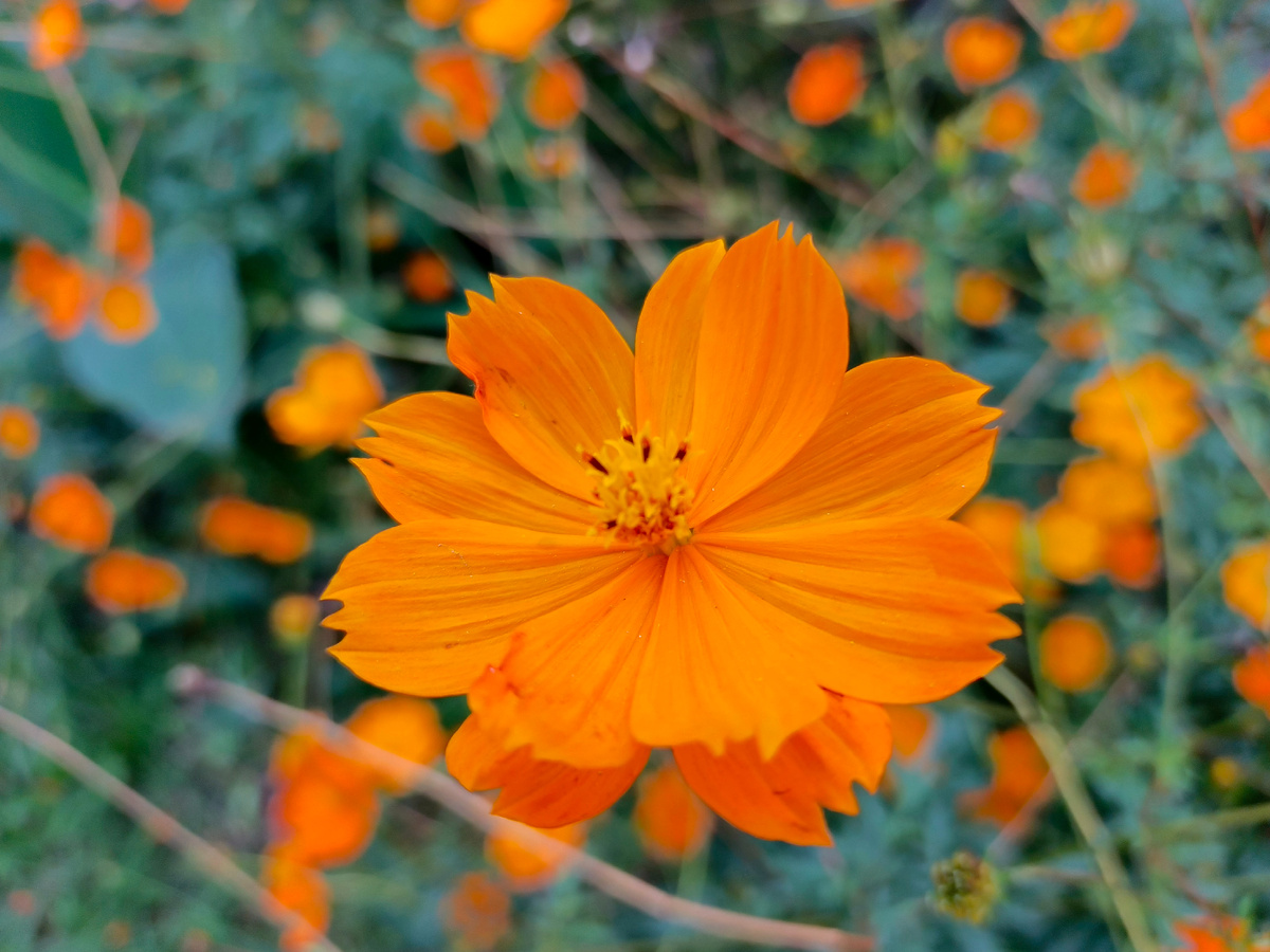 Адлер, Космея серно-жёлтая, октябрь 2025 года