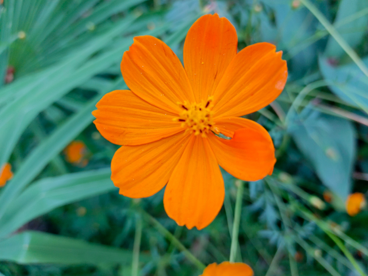 Адлер, Космея серно-жёлтая, октябрь 2025 года