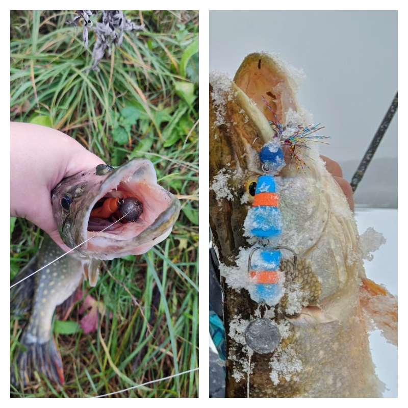 По статистике из моего бортового журнала - я чаще дружу с щуками, чем с судаками и окунями.