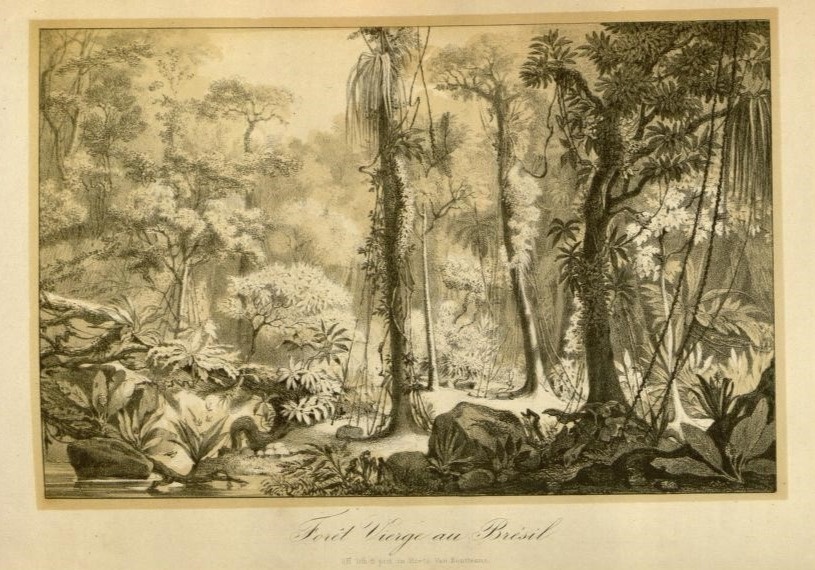 Девственный лес в Бразилии. Литография к статье Ван-Гутта.