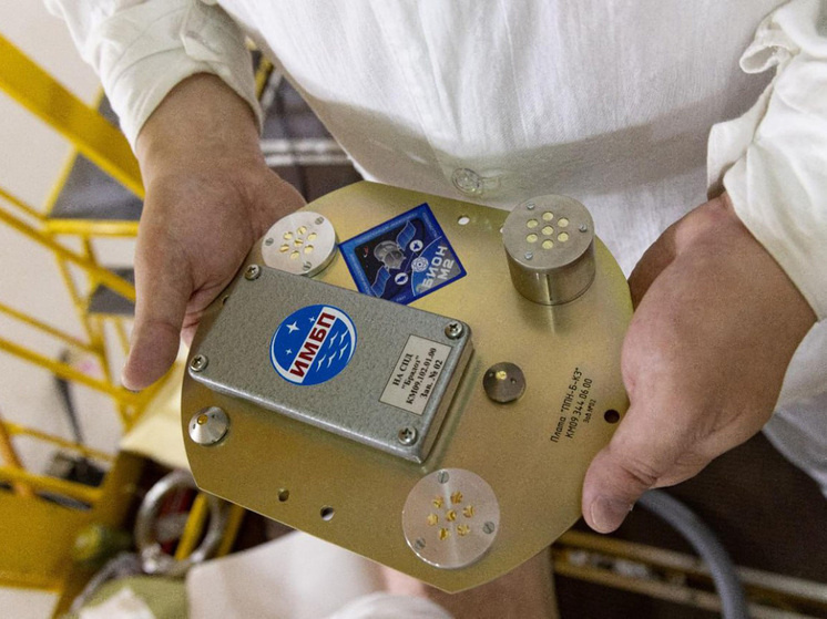     Пассивный внешний детектор радиации, вернувшийся с полярной орбиты. Фото: ИМБП РАН