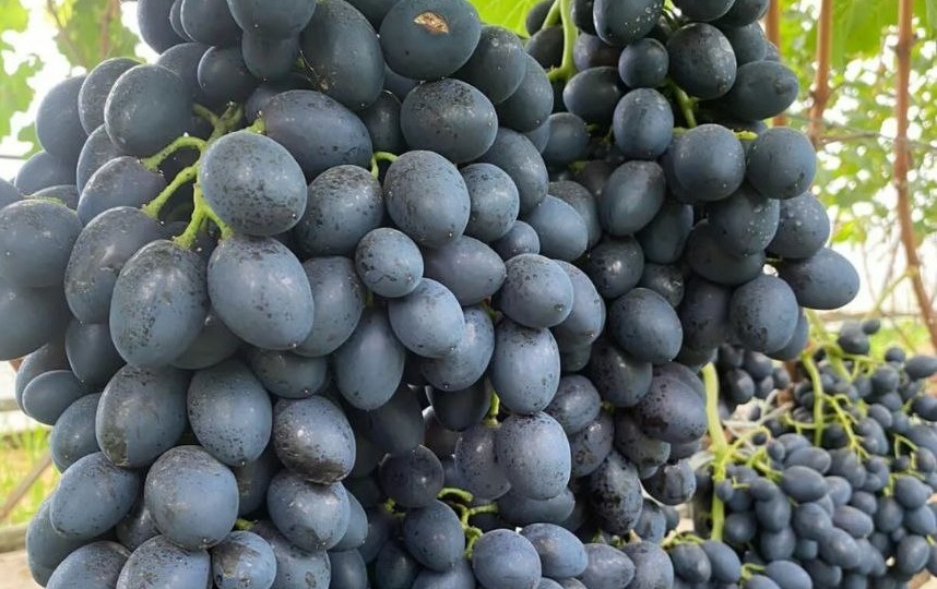 "Сейчас наступает пора обрезки лоз. И вот передо мной стоит вопрос: как обрезать?"